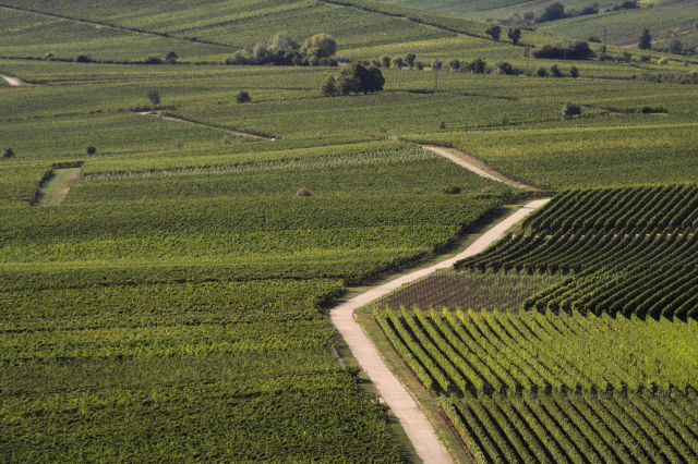 view over wineyards