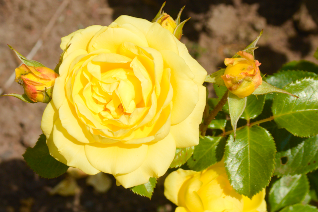 yellow roses
