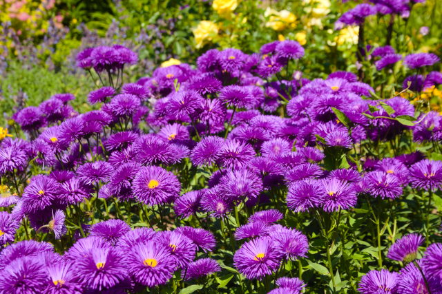 violet flowers