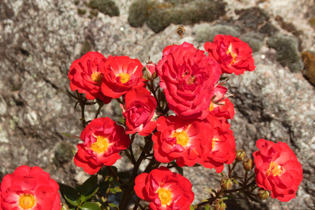 red roses