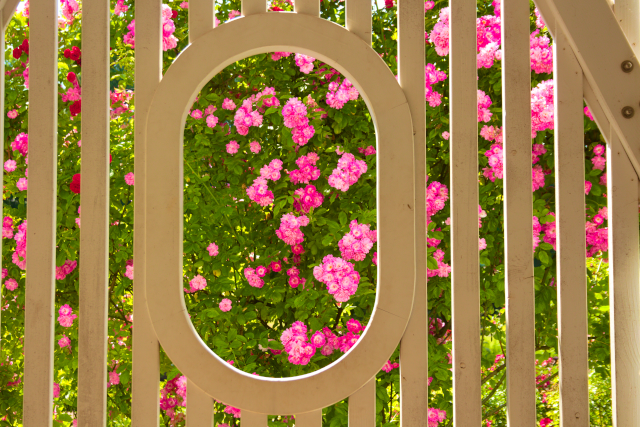 wall with roses