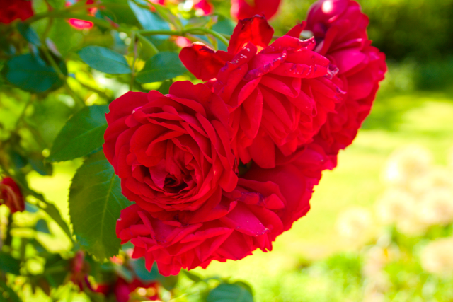 red roses