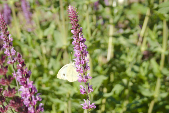 butterfly